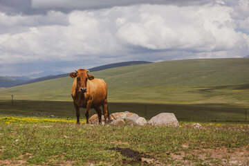 Single brown cow looking to the camera in grasslands of Javakheti Plateau on Tskhratskaro Pass, Caucasus mountains, summer, Georgia.