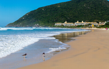Santinho beach in the city of Florianópolis Santa Catarina Brazil and American Oystercatcher