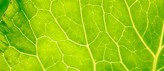 Green leaf close up. Veins on plant macro.