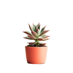 Fototapeta premium a type of juicy plant