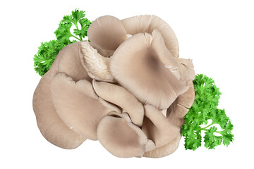 Oyster mushrooms isolated on white background with full depth of field. Top view. Flat lay
