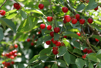 red berries on a tree