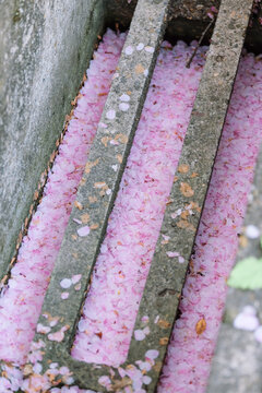 Cherry blossoms petals on the street