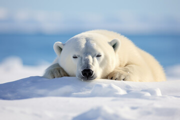 A big white bear lying on snow, sleeping
