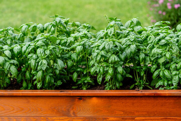 Fresh basil growing in wooden pot. Green basil leaves. Food background. Organic basil plant. Basil (Ocimum basilicum) is a tender plant, and is used in cuisines worldwide. 