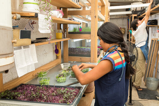 Two women in an apron working in a organic microgreen sprout farm