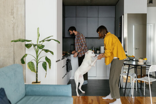 Kitchen area. Homey atmosphere. Family. Home decor. Dog