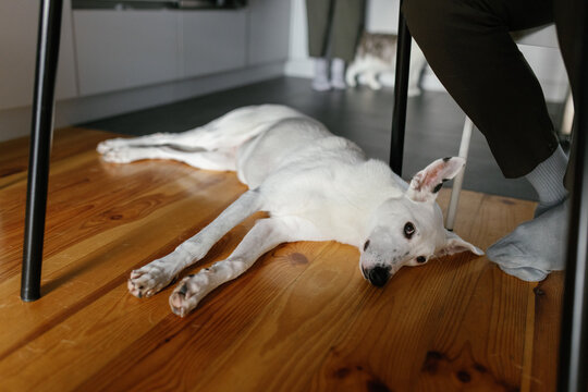 Dog pet at home rest lifestyle anonymous 