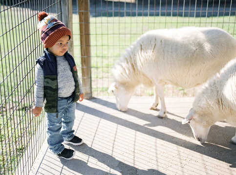 A little kid feeding a sheep at a petting zoo