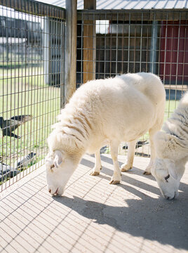 Sheep at a petting zoo