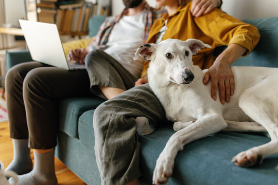 Couple repast leisure digital dog pet home