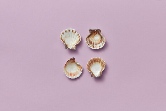 Four sea shells on pink background.