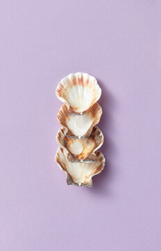Creative arrangement of four sea shells in a row.