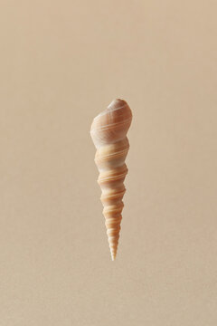 Single spire shell on beige background.