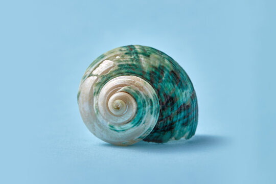 Beautiful spiral sea snail shell on blue background.