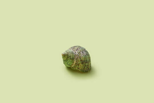 Single empty snail shell on light green background.