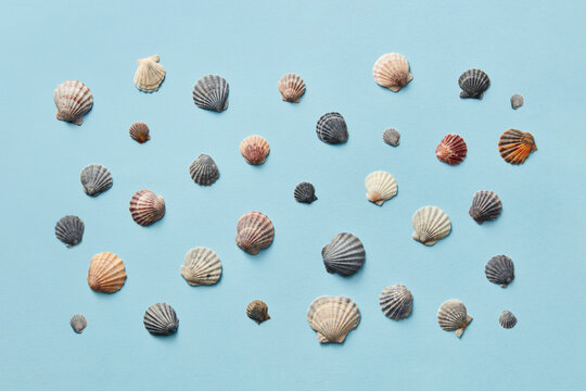 Blue background with natural pattern of seashells.