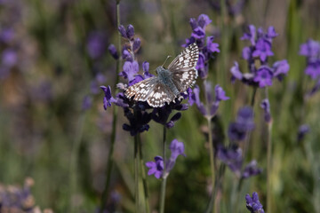 Common Checkered-Skipper Butterfly Male Resting on Lavender Flowers in the Garden