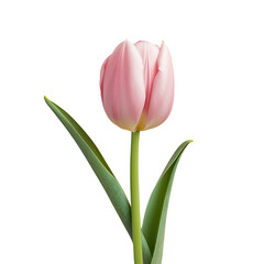 Pink tulip with foliage on transparent background