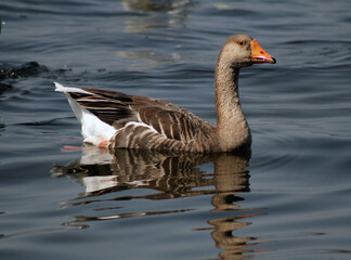 Fototapeta premium goose