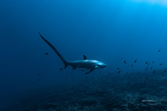 Thresher shark 