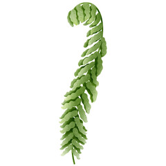fern leaf isolated on white