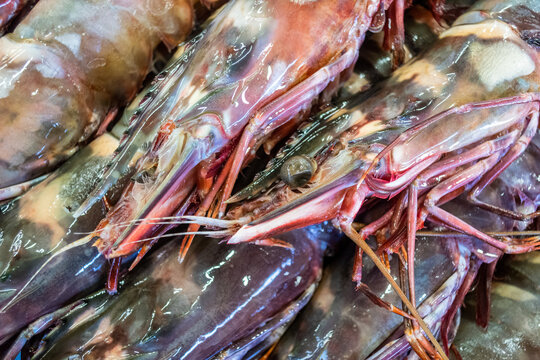 Fresh prawns on sale in a market Algarve, Portugal