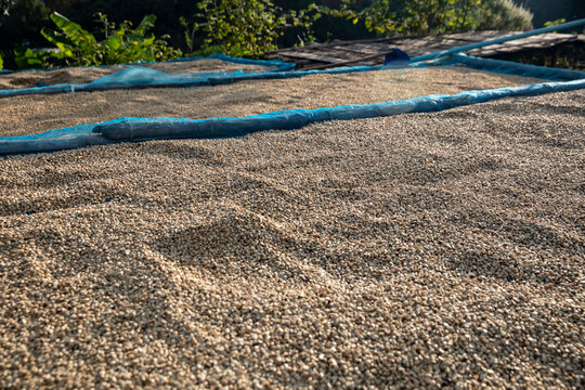 Newly harvested raw coffee