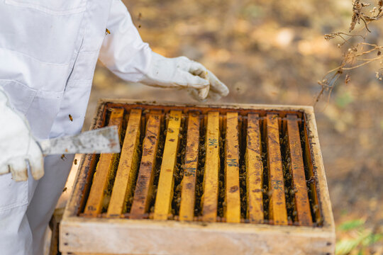A beekeeper collecting honey