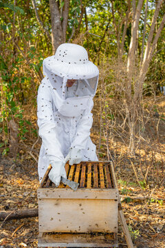 A beekeeper collecting honey