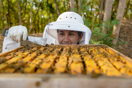 A beekeeper collecting honey