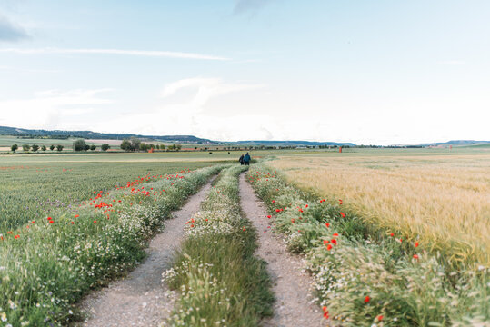 Poppies and daisies