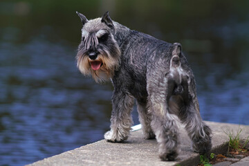 Adorable salt and pepper Miniature Schnauzer dog with cropped ears and a docked tail posing outdoors standing on a stone pier near a water in summer. Backside view