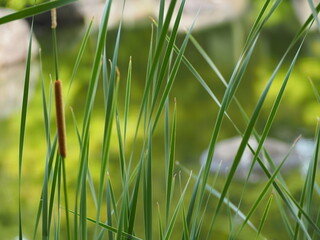 抽水植物　ガマの穂