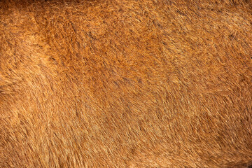 Goat fur close-up - Brown color texture