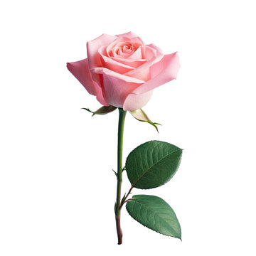 Beautiful pink rose isolated on transparent background