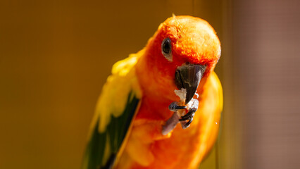 Orange-bellied parrot at Umgeni River Bird Park, Durban, South Africa	