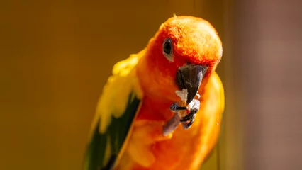 Keuken spatwand met foto Orange-bellied parrot at Umgeni River Bird Park, Durban, South Africa  © Jose