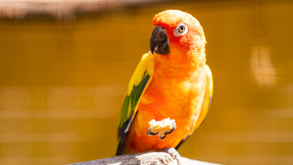 Orange-bellied parrot at Umgeni River Bird Park, Durban, South Africa	