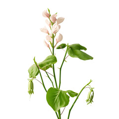 Fototapeta na wymiar Isolated long bean flower on transparent background
