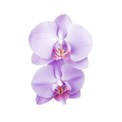 Close up shot of isolated violet orchid on transparent background