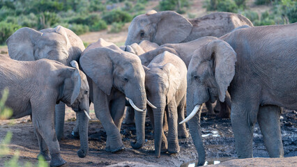 Herd of elephants gathering to drink by the pond, Addo Elephant National Park, South Africa