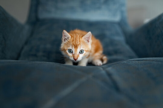 small tabby cat at home