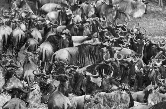 Fototapeta Wildebeests Crossing Mara River. The Great Migration. Black And White 