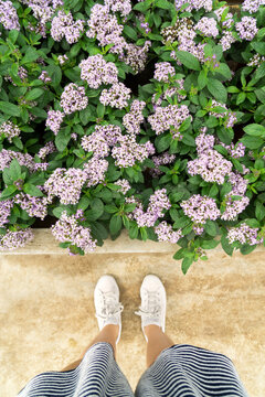 Woman looking at little princess spiraea japonica shrub
