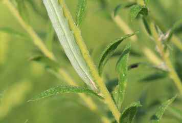 Buttonbush caterpillars on green plant early morning light
