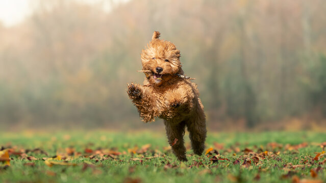 Cavoodle dog running in a park
