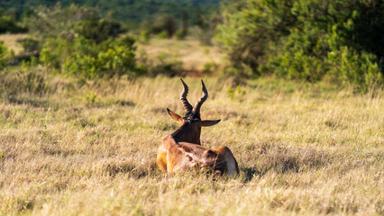 Red hartebeest relaxing in the grassland, Addo Elephant National Park, South Africa