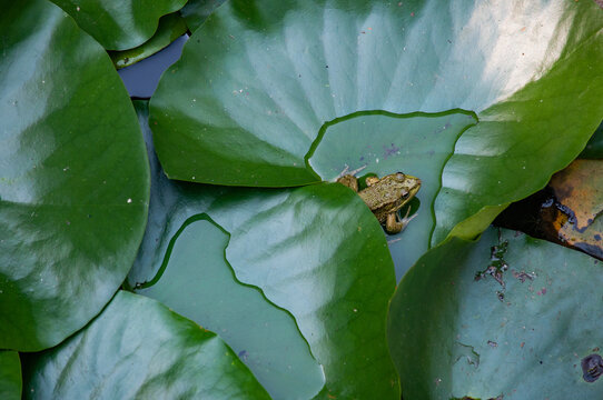The pond