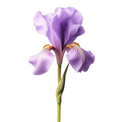 Iris bloom in transparent background